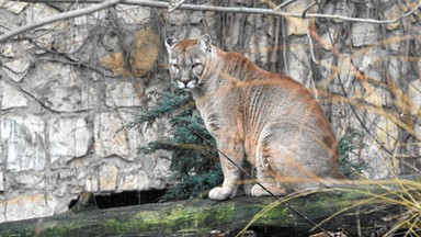 Nie żyje 30 danieli. To była puma?