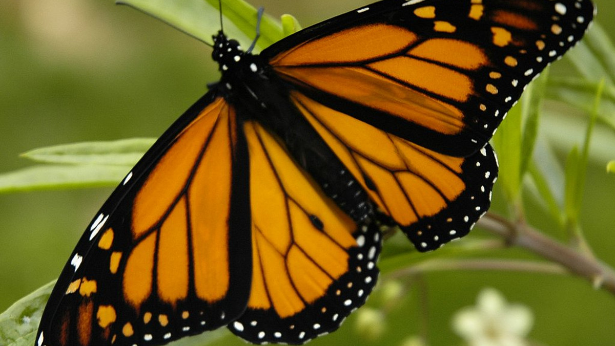 Wielka wędrówka milionów motyli monarchów z Meksyku do USA