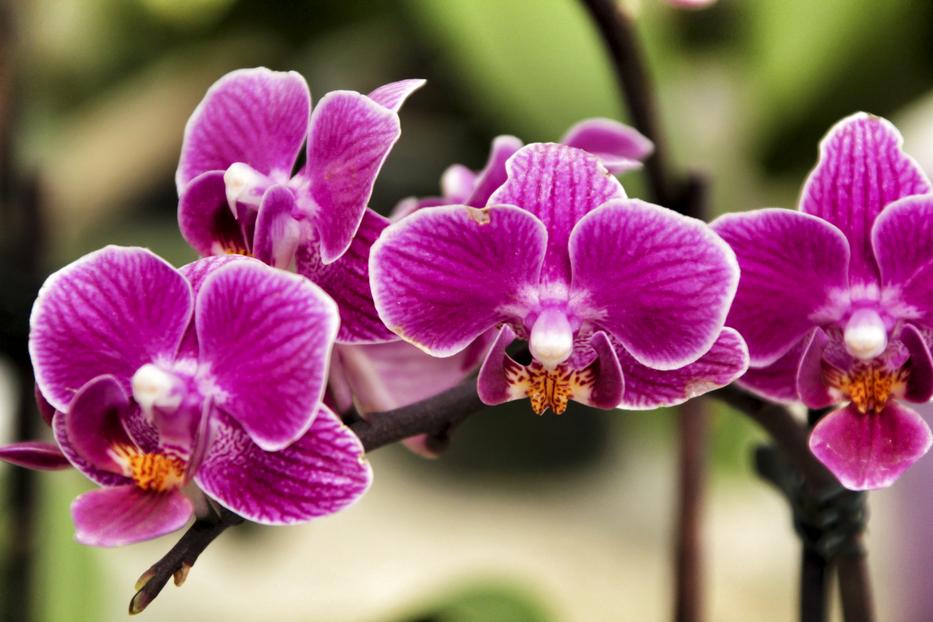 Orchidea Fotó: Northfoto