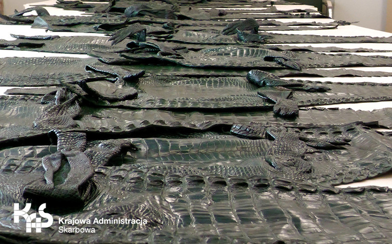 Zamiast używanej odzieży w przesyłkach były 42 skóry krokodyli