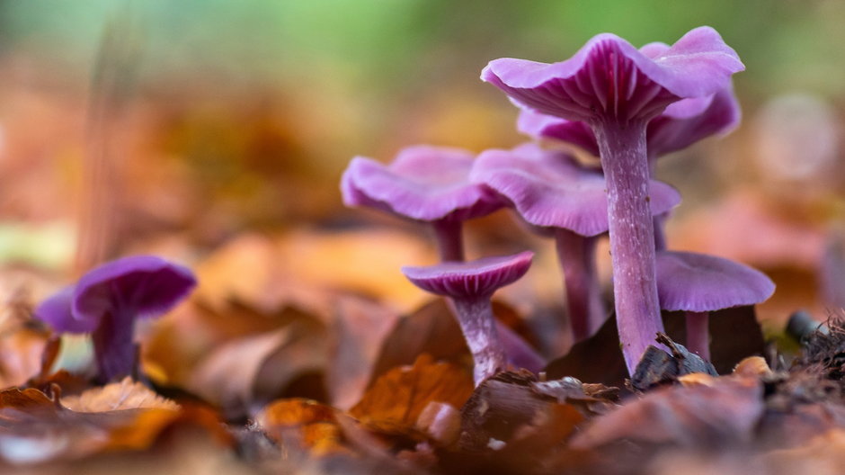 Lakówka ametystowa (Laccaria amethystina)