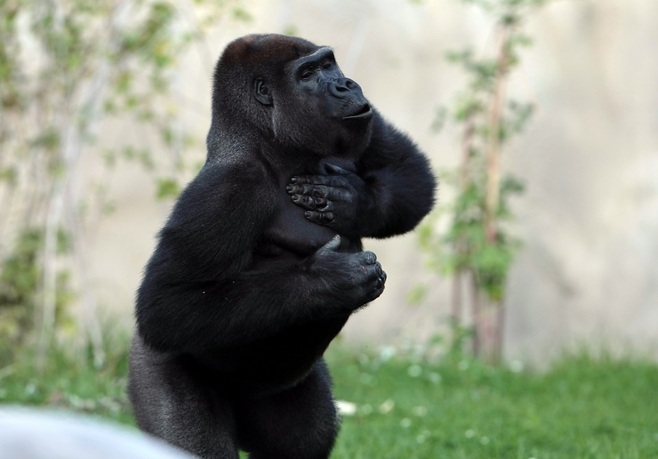 WARSZAWA ZOO GORYLE