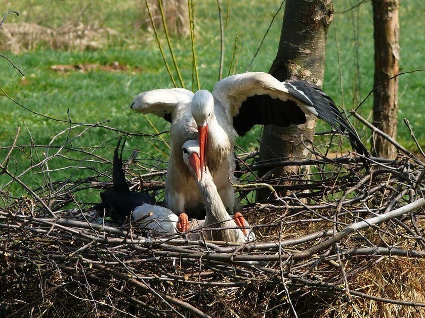 Tak kocha bocian. Został na zimę, by pilnować żony