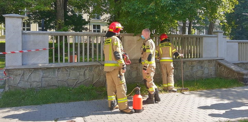 Atak azjatyckich biedronek na plac zabaw. Naukowcy uspokajają: one nie są wcale takie groźne