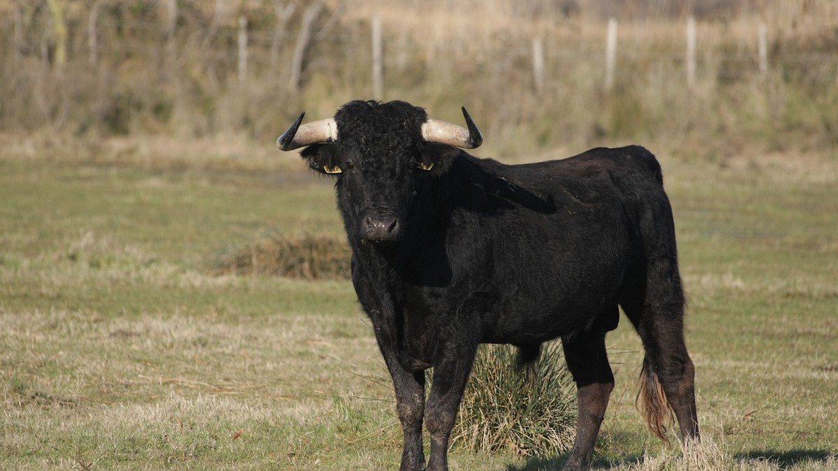 Vérbe fagyva találtak egy férfit Mezőceked mellett, egy bika ölhette meg