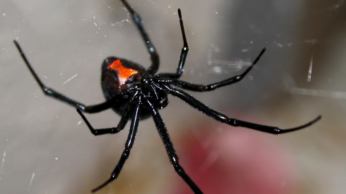 Atakujący bakterie wirus WO prawdopodobnie "ukradł" pająkowi zwanemu czarną wdową gen odpowiedzialny za wytwarzanie jadu - informuje pismo "Nature Communications".