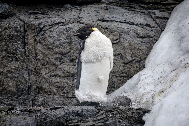 Pingwiny mają coraz mniej lodu
