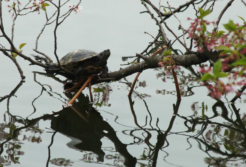 Japońska fauna