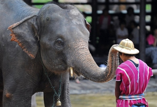 THAILAND - ELEPHANT - TOURISM