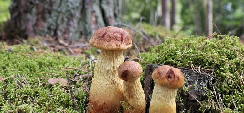 Nowy grzyb zalewa lasy. Amerykaniec wygląda jak borowik i podbija serca grzybiarzy