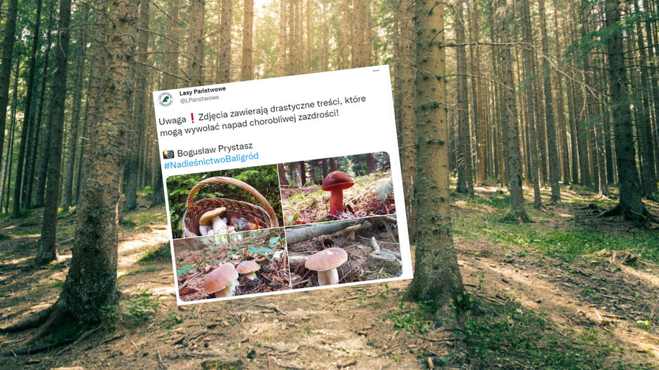 Lasy Państwowe opublikowały zdjęcia grzybów. Te wzbudziły dużo emocji (fot. screen: Twitter/LPanstwowe)