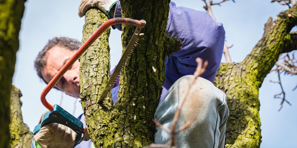 Ustawa ws wycinki drzew. PiS wycofuje się ze zmian