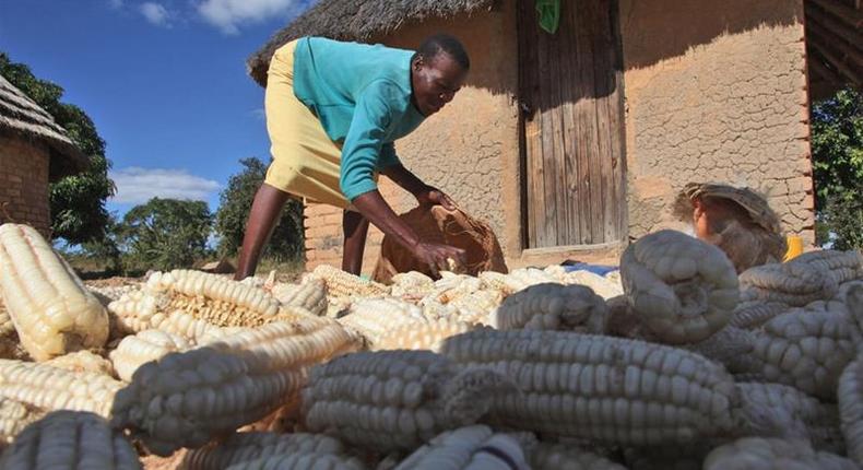 Zimbabwe faces severe food crisis [Tsvangirayi Mukwazhi/AP]