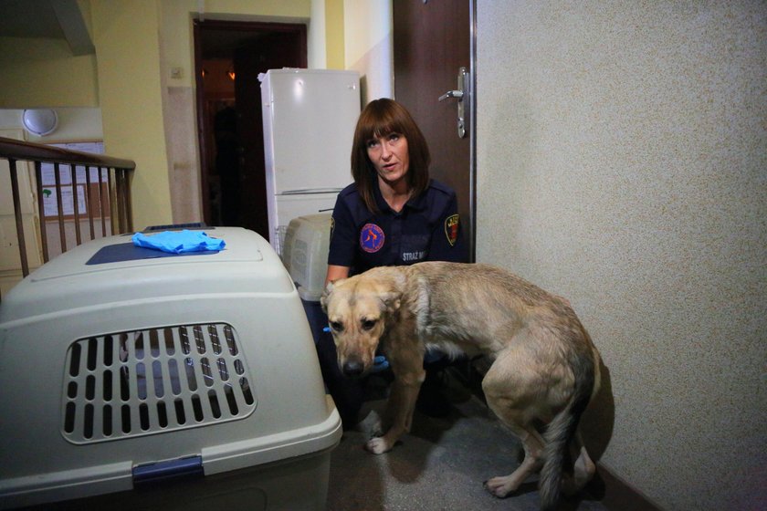 Strażnicy miejscy z Animal Patrolu uratowali zagłodzone psy z kamienicy przy ul. Zacisze