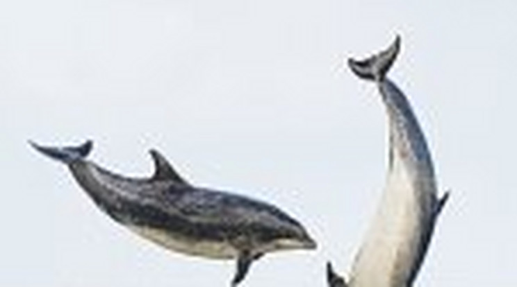 Delfinek ijesztettek az evezősökre