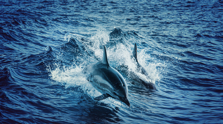 Tönkreteszi a delfinek immunrendszerét az olajszennyezés/ Fotó: Pexels