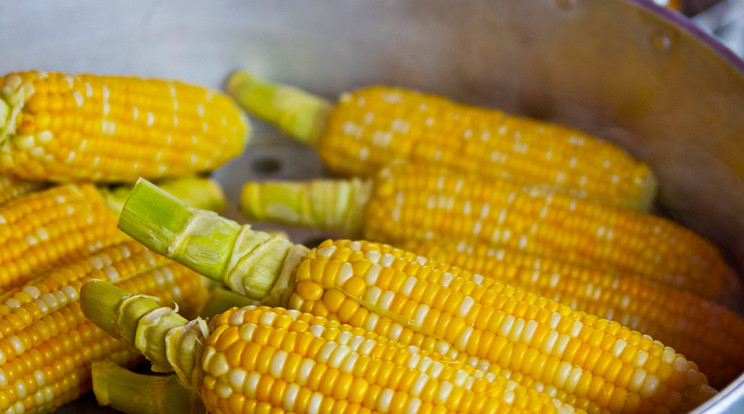 Szennyezett a magyar kukorica? / Illusztráció / Fotó: Pixabay