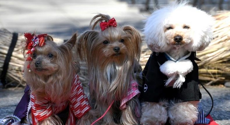 Pet dogs look on during a pet blessing ceremony at Ichigaya Kamegaoka Hachimangu Shinto shrine in Tokyo on January 16, 2017