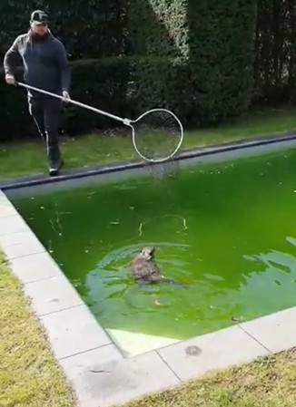 Akcja wyławiania bobra z basenu