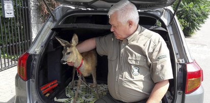 Leśnicy uratowali małą sarenkę