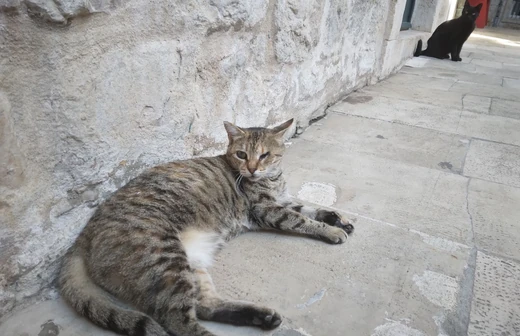 Naučnici istražuju i dalje da li su mačke povezane sa šizofrenijom 