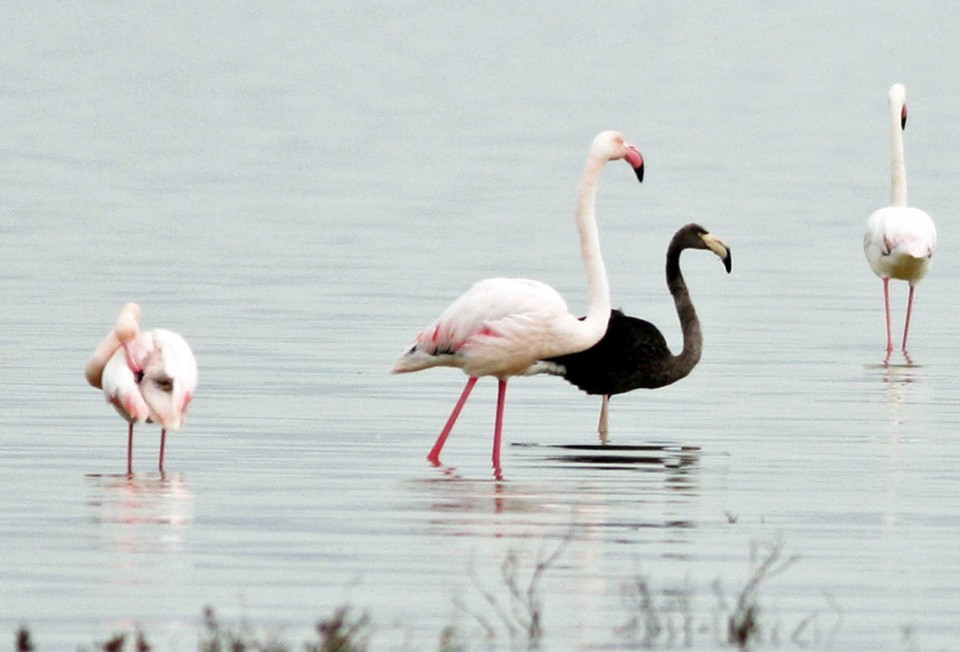 CYPRUS ANIMALS BLACK FLAMINGO (Rare black flamingo spotted on Cyprus)