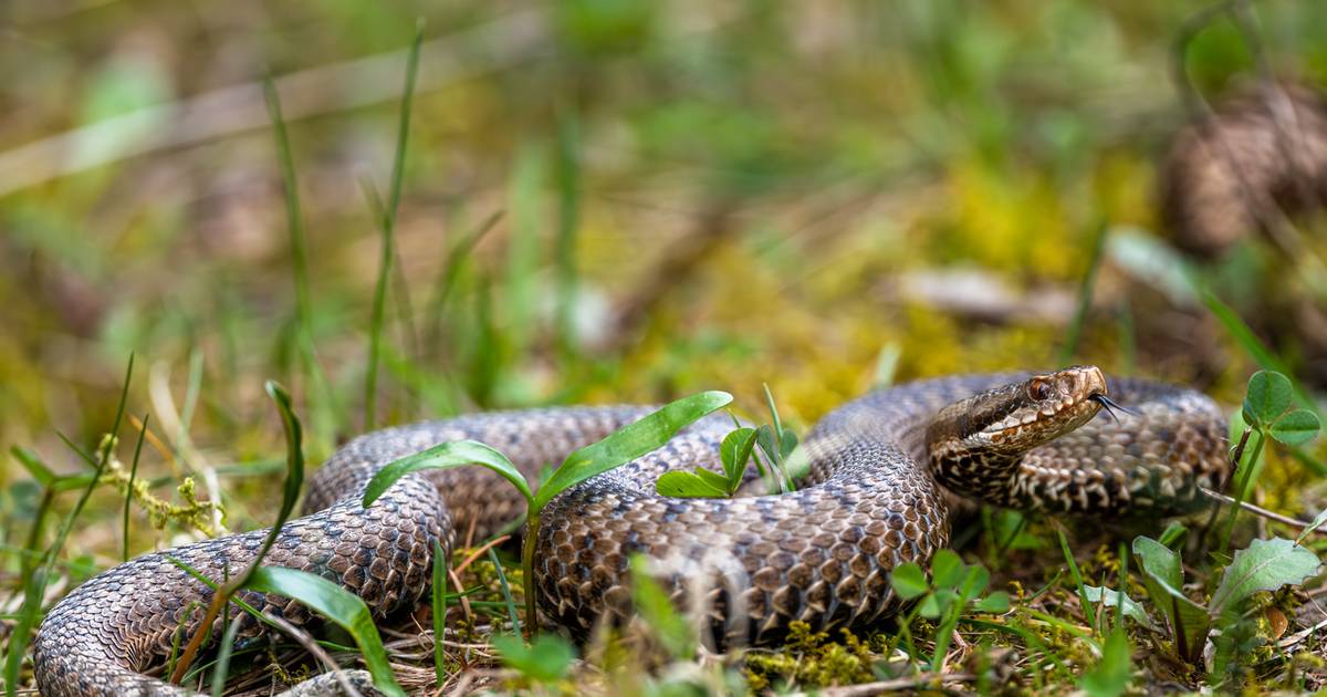 Naturalny sposób na węże w ogrodzie. Wystarczy produkt, który masz w domu