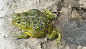New frog species Pyxicephalus beytelli
