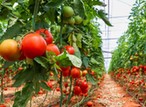 Gombe farmer earns over ₦7 million yearly from tomato and pepper farming