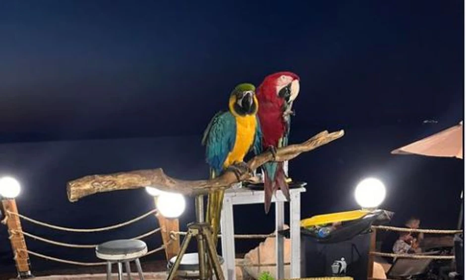 Papagaji u Pefkohoriju