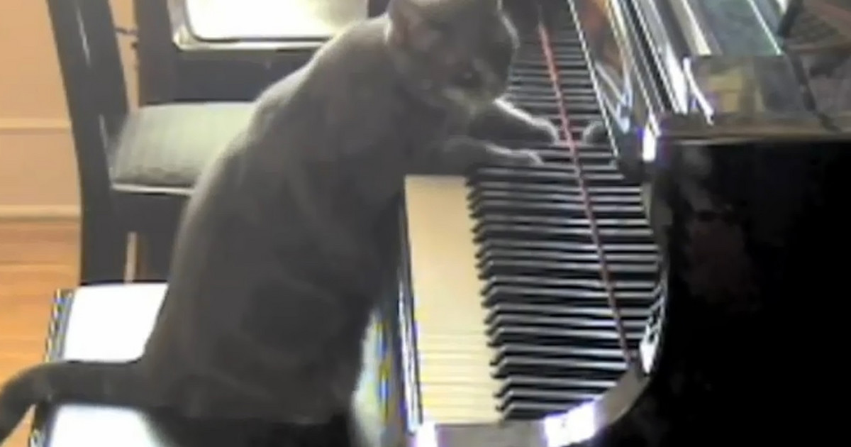 Nora – kot, który gra na fortepianie - Muzyka
