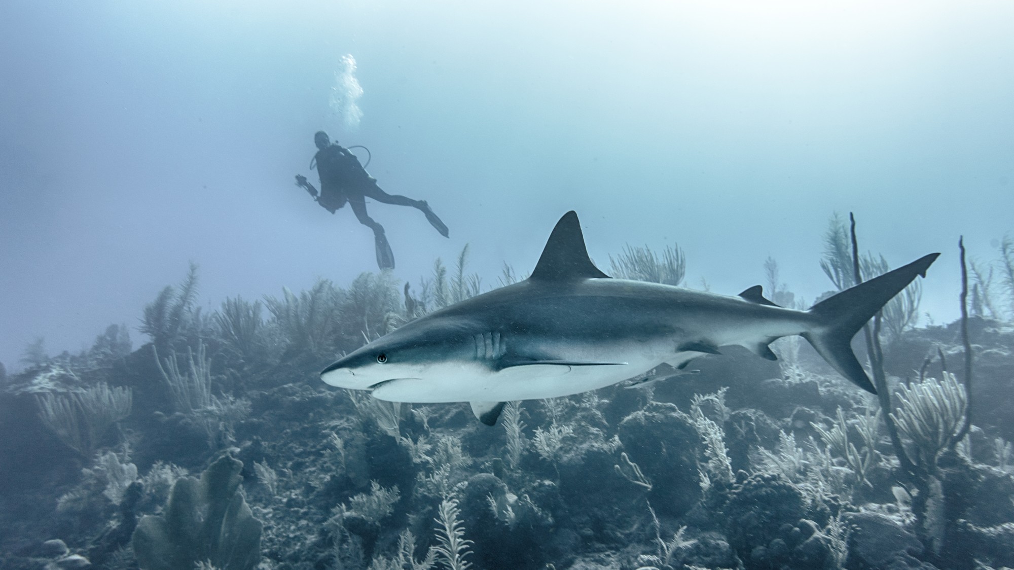 Naozaj žraloky zomrú, keď prestanú plávať?