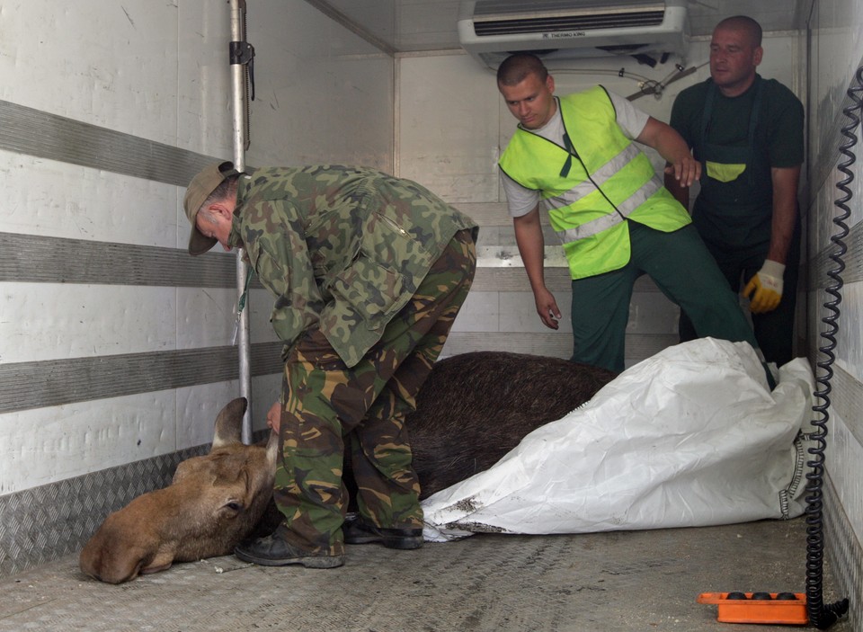 WARSZAWA URSUS ŁOŚ W MIEŚCIE