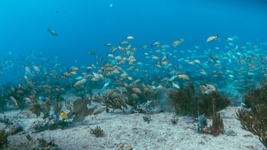 Alarmujący raport o oceanach. Rekord był bity każdego dnia przez ostatni rok