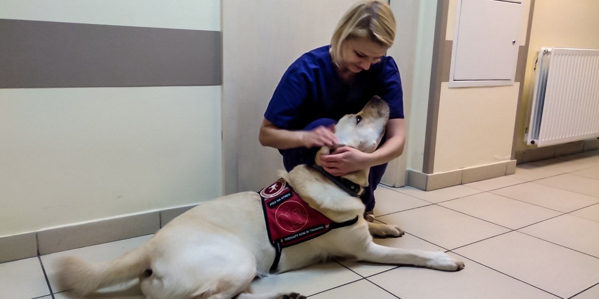Labrador Denver pomaga rozładować stres