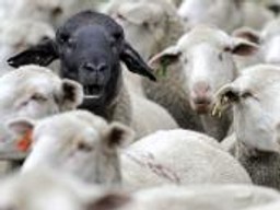 Czarna owca w zespole? Można sobie z tym poradzić