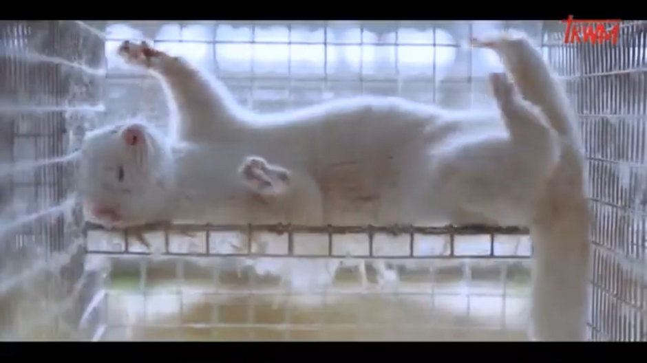Klatka - kadr z filmu "Humanizacja zwierząt"