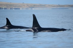 Orki zaatakowały jacht. Na ratunek ruszył statek handlowy