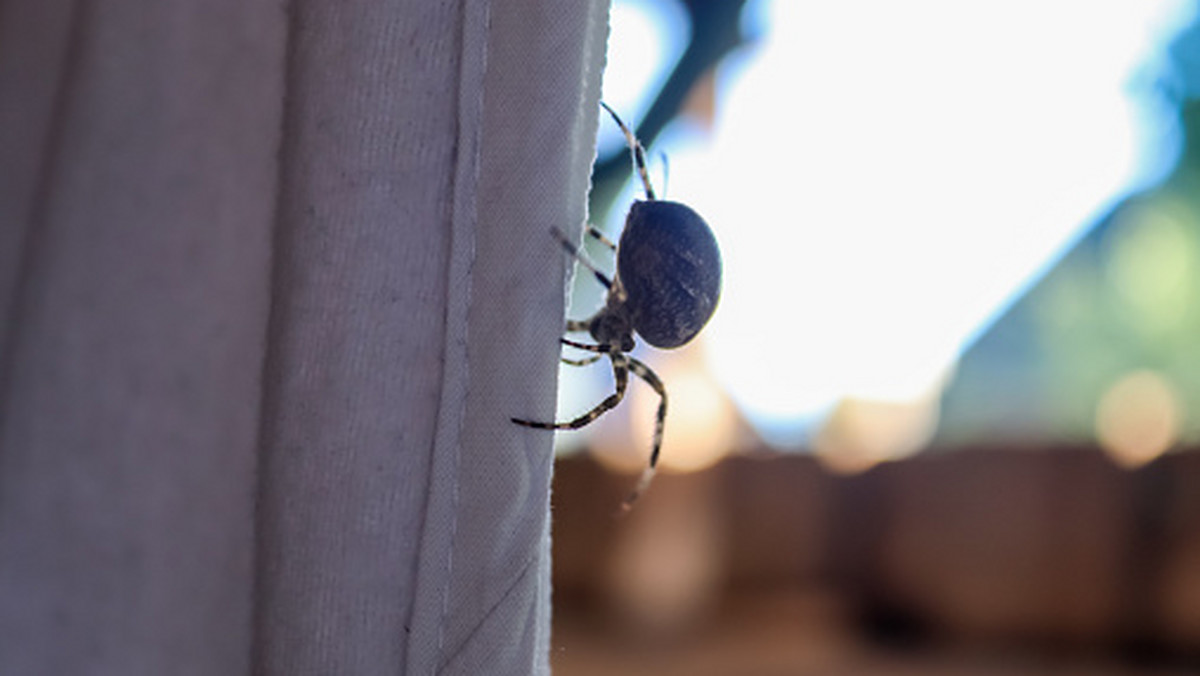 Skąd się biorą pająki w naszych domach