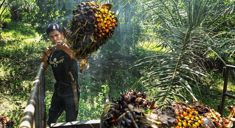 Indonesia is the world's largest palm oil exporter.