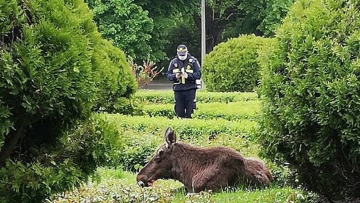 Warszawa: łoś w Parku Skaryszewskim