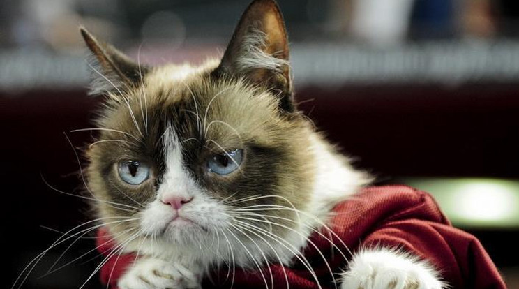 Grumpy Cat / Fotó: Profimedia/Reddot