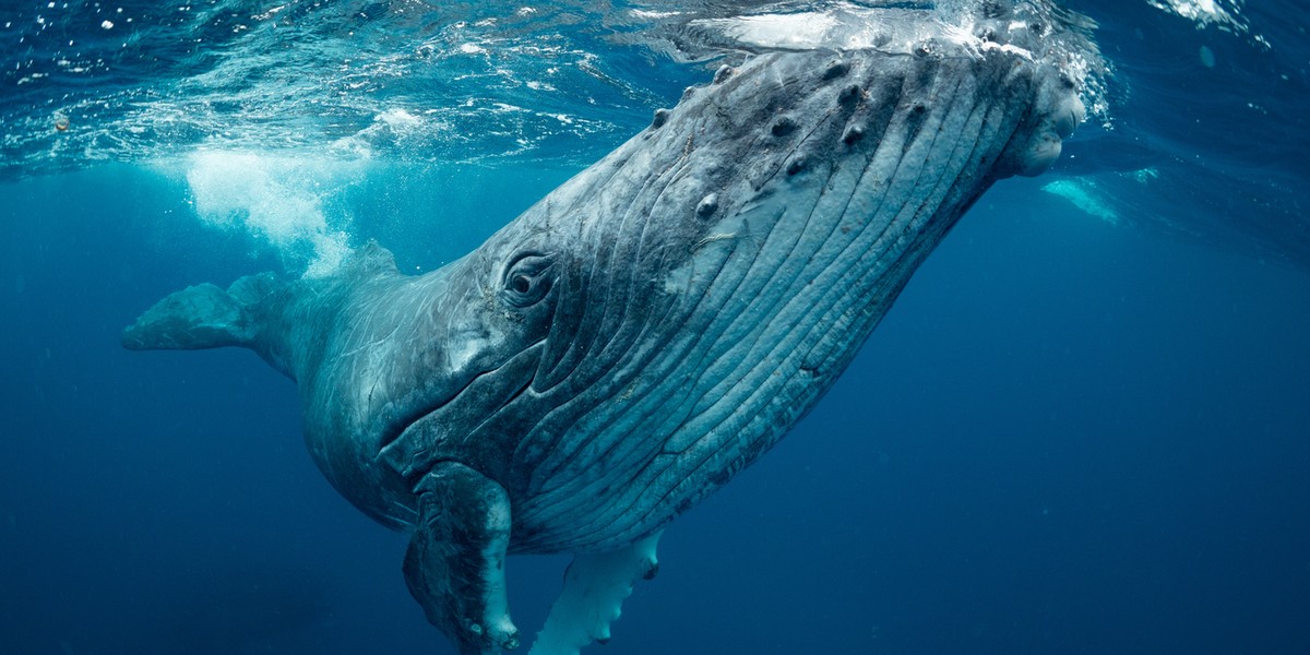 Kiedyś  w oceanach pływało 4 mln wielorybów. Obecnie szacuje się ich liczbę na 1,3 mln. MFW proponuje zawieszenie polowań na wieloryby, a zwłaszcza na te duże.