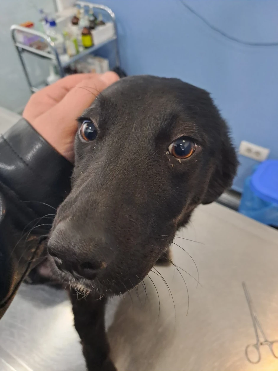 Pas, nasilje, Aranđelovac