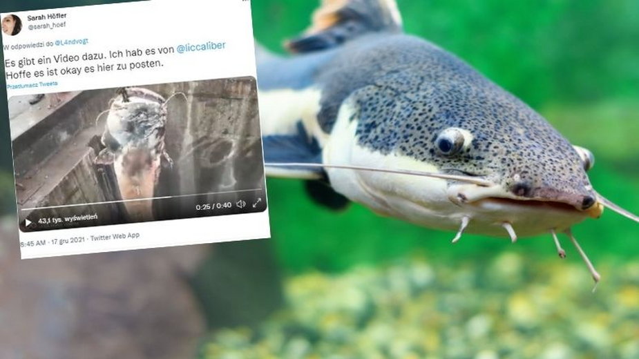 Ein riesiger Fisch hat das Abwassersystem in Linz, Österreich, blockiert