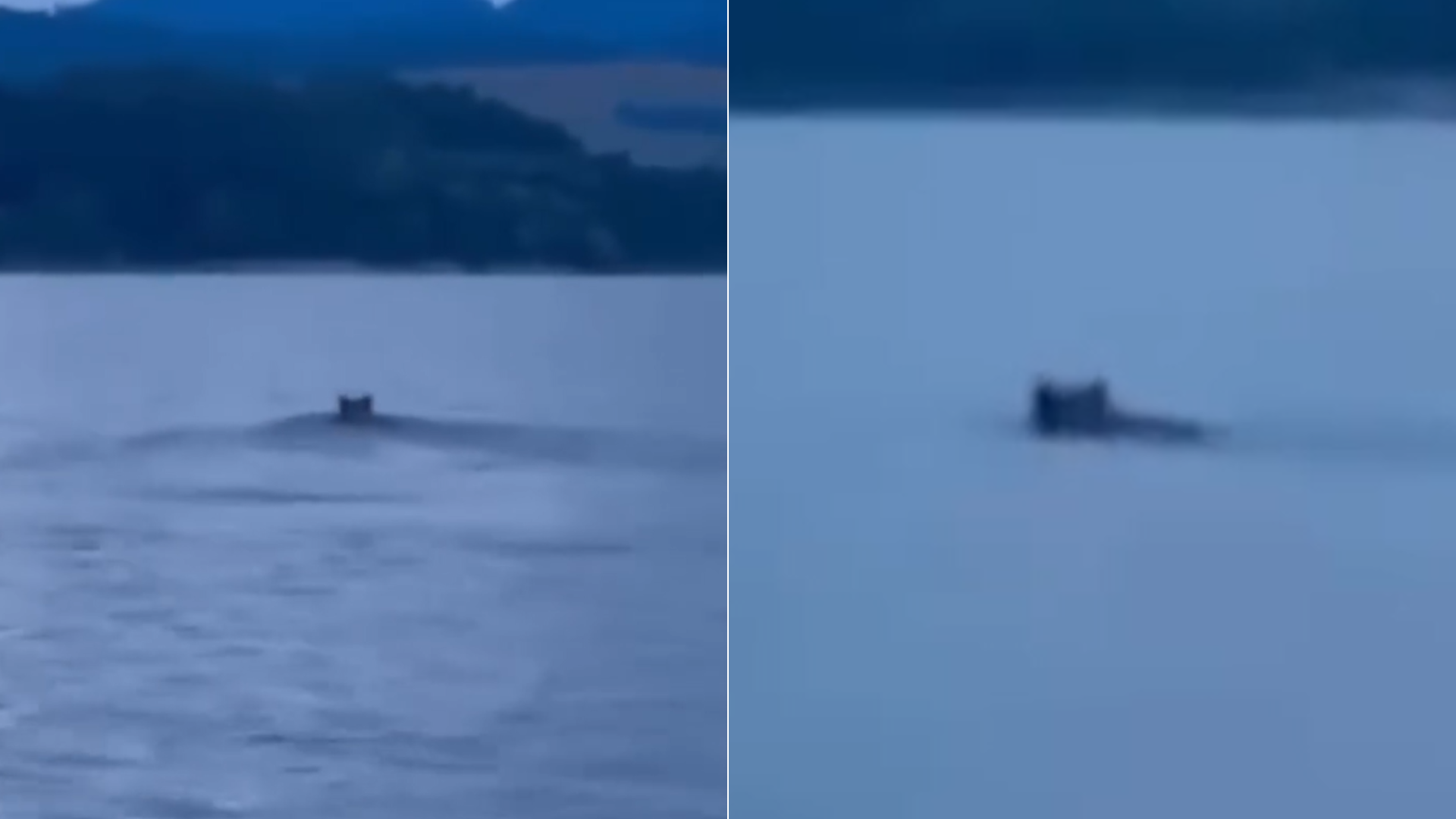 Uprostred Liptovskej Mary plávalo veľké zviera.