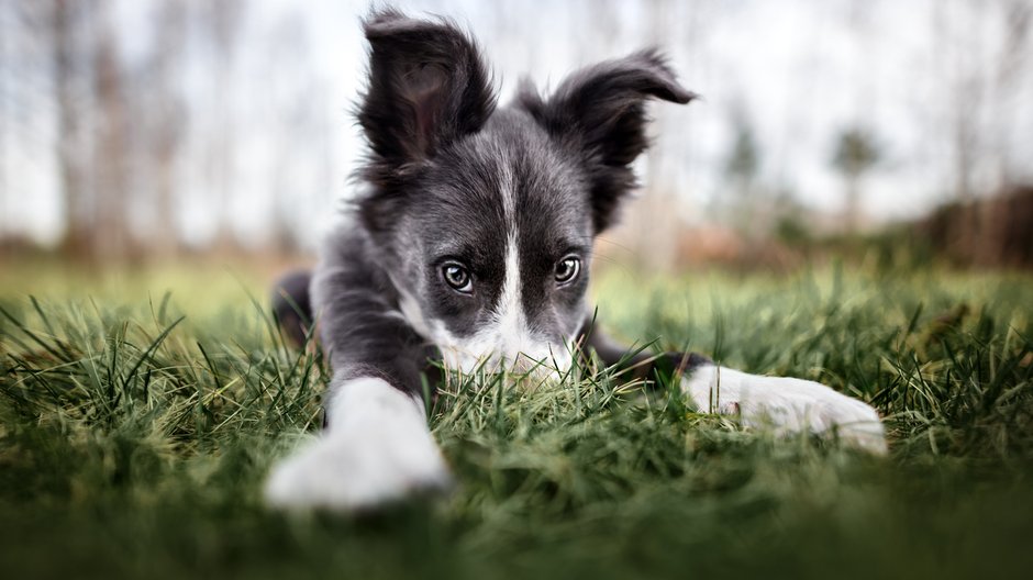 Szczeniak - Adobe Stock - otsphoto