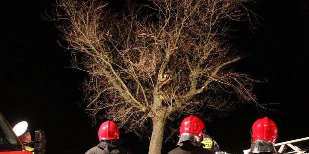 Przeżył wypadek i zawisł na drzewie