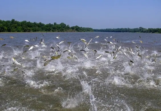 Karp azjatycki zmienia nazwę. Poprzednią uznano za rasistowską