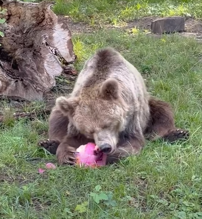 Niedźwiedzie tez lubią lodowe przysmaki